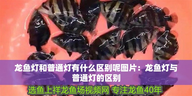 龍魚燈和普通燈有什么區別呢圖片：龍魚燈與普通燈的區別
