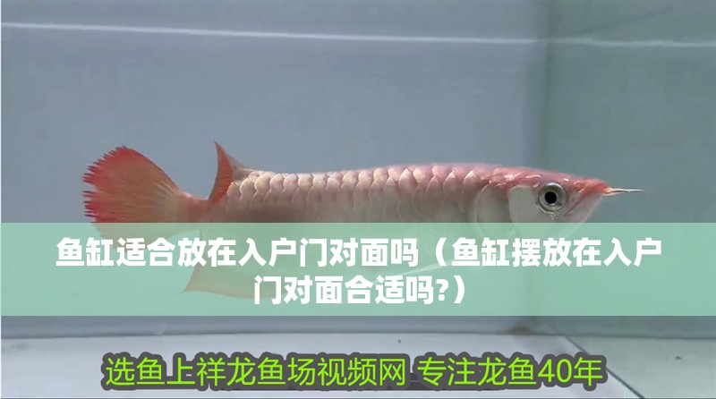 魚缸適合放在入戶門對面嗎（魚缸擺放在入戶門對面合適嗎?） 魚缸適合放在入戶門對面嗎（魚缸擺放在入戶門對面合適嗎?） 魚缸百科