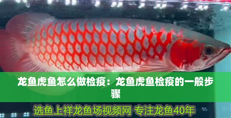 龍魚虎魚怎么做檢疫：龍魚虎魚檢疫的一般步驟