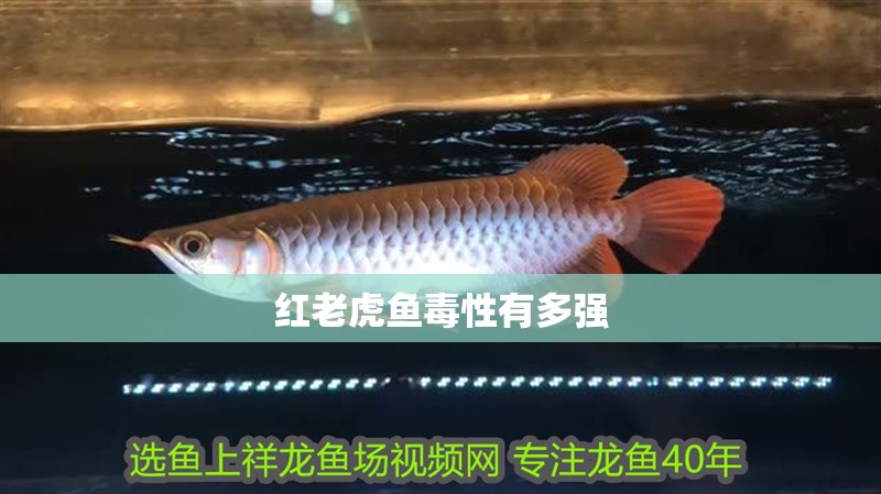 紅老虎魚毒性有多強