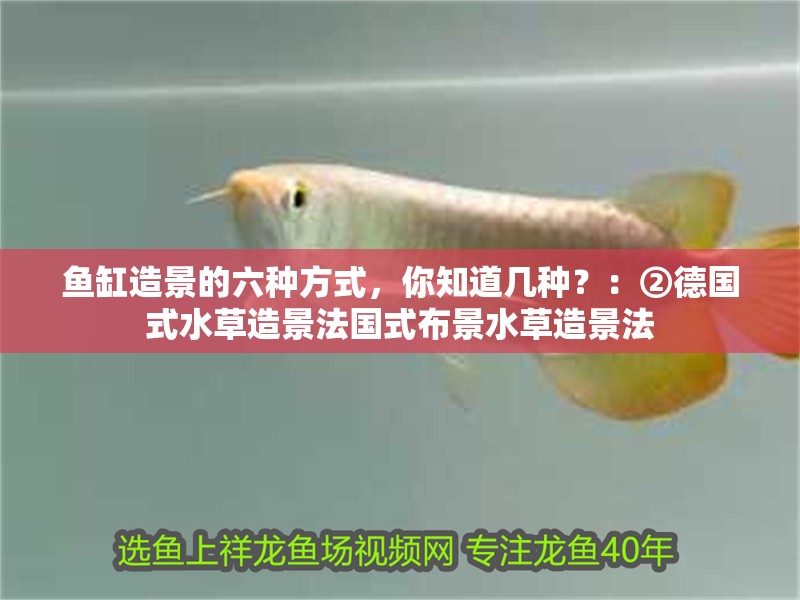 魚缸造景的六種方式，你知道幾種？：②德國式水草造景法國式布景水草造景法