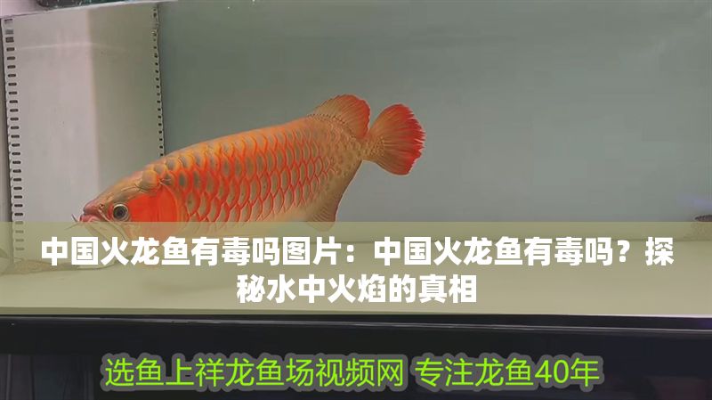 中國(guó)火龍魚有毒嗎圖片：中國(guó)火龍魚有毒嗎？探秘水中火焰的真相