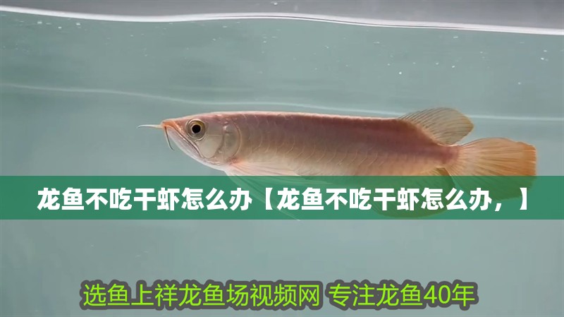 龍魚不吃干蝦怎么辦【龍魚不吃干蝦怎么辦，】