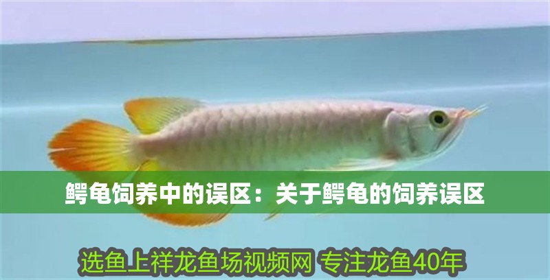 鱷龜飼養(yǎng)中的誤區(qū)：關(guān)于鱷龜?shù)娘曫B(yǎng)誤區(qū)