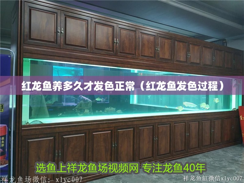 紅龍魚養多久才發色正常（紅龍魚發色過程）