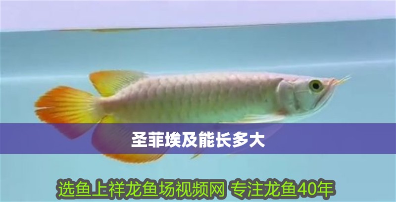 圣菲埃及能長多大