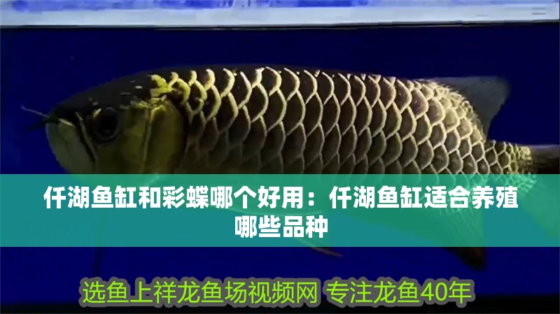仟湖魚缸和彩蝶哪個好用：仟湖魚缸適合養殖哪些品種