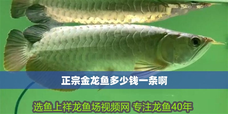 正宗金龍魚多少錢一條啊