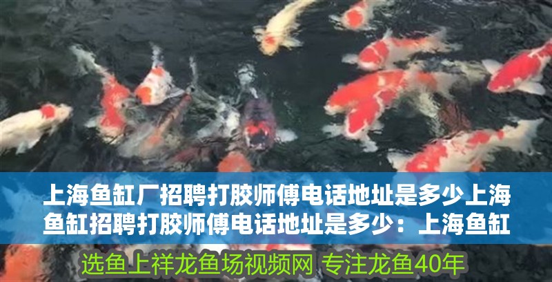 上海魚缸廠招聘打膠師傅電話地址是多少上海魚缸招聘打膠師傅電話地址是多少：上海魚缸廠招聘打膠師傅電話地址