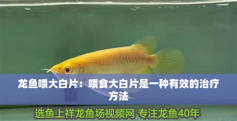 龍魚喂大白片：喂食大白片是一種有效的治療方法