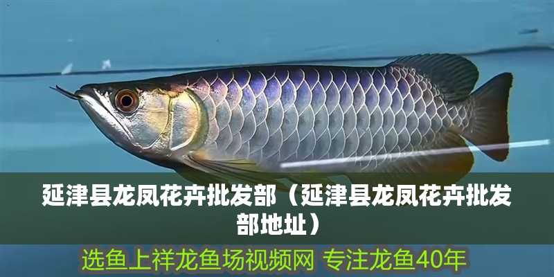 延津縣龍鳳花卉批發部（延津縣龍鳳花卉批發部地址）