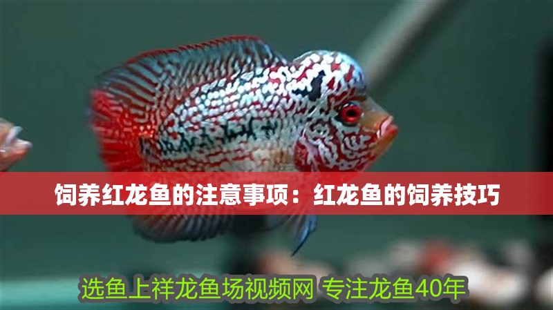 飼養紅龍魚的注意事項：紅龍魚的飼養技巧