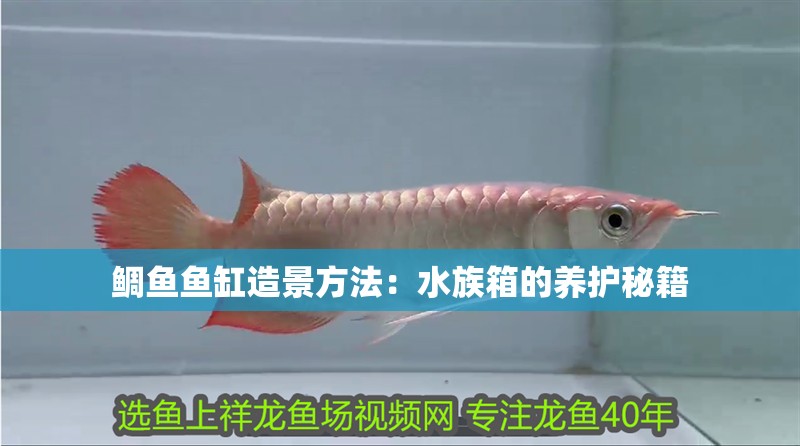 鯛魚(yú)魚(yú)缸造景方法：水族箱的養(yǎng)護(hù)秘籍