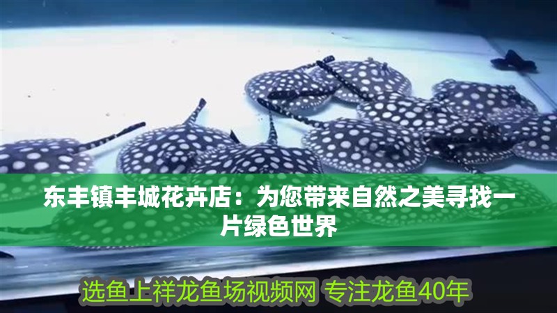 東豐鎮(zhèn)豐城花卉店：為您帶來自然之美尋找一片綠色世界