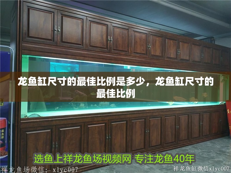 龍魚缸尺寸的最佳比例是多少，龍魚缸尺寸的最佳比例