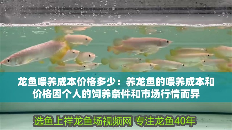 龍魚喂養成本價格多少：養龍魚的喂養成本和價格因個人的飼養條件和市場行情而異