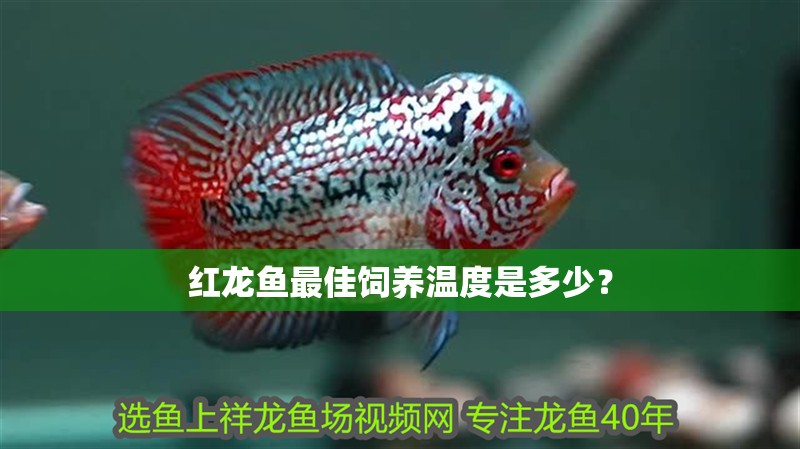 詳細(xì)閱讀:紅龍魚(yú)最佳飼養(yǎng)溫度是多少? 紅龍魚(yú)最佳飼養(yǎng)溫度是多少?