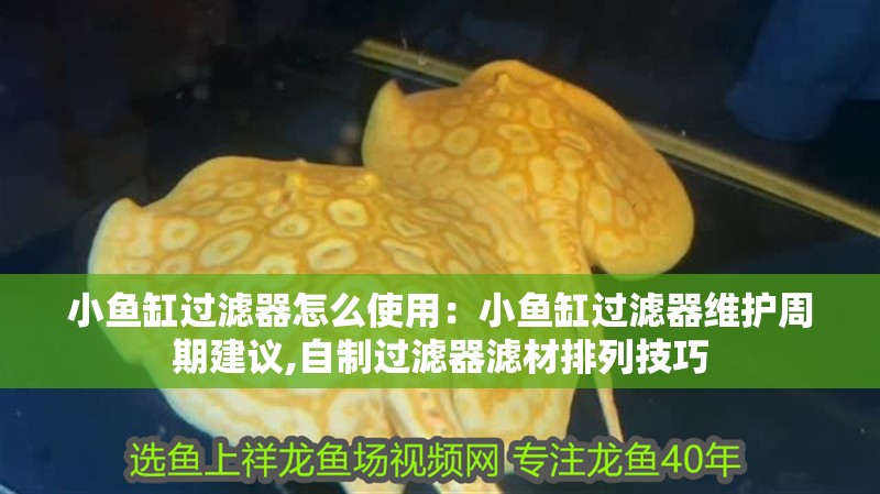 小魚缸過濾器怎么使用：小魚缸過濾器維護周期建議,自制過濾器濾材排列技巧