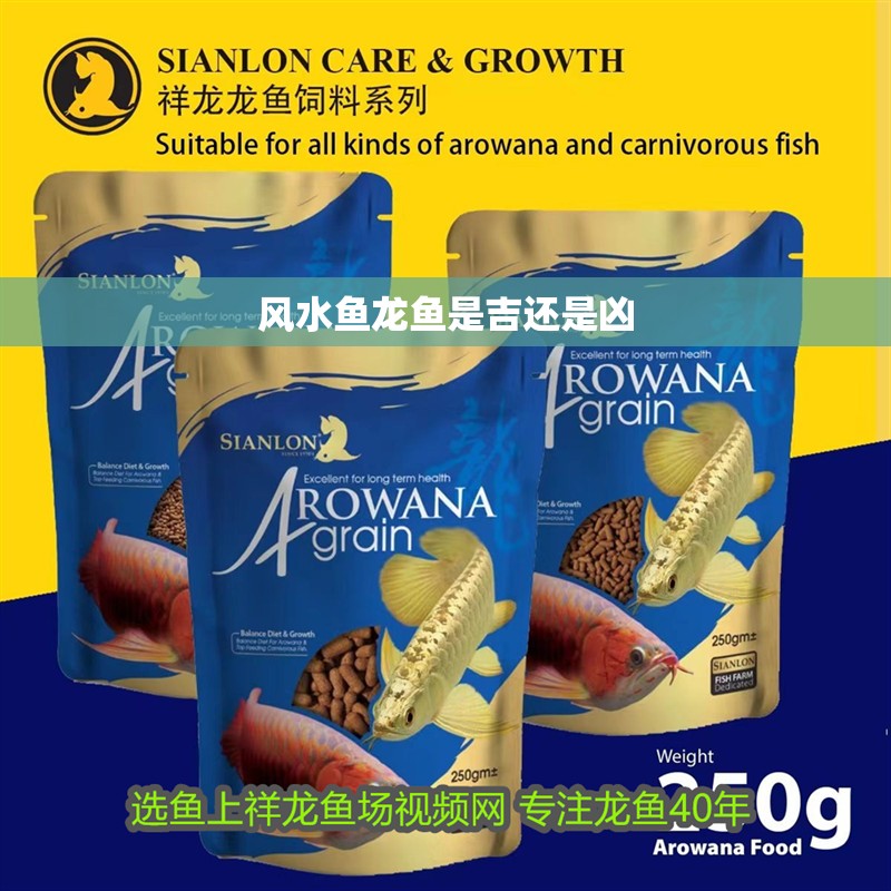 風水魚龍魚是吉還是兇