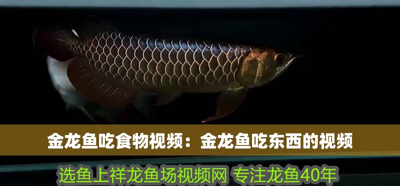 金龍魚吃食物視頻：金龍魚吃東西的視頻