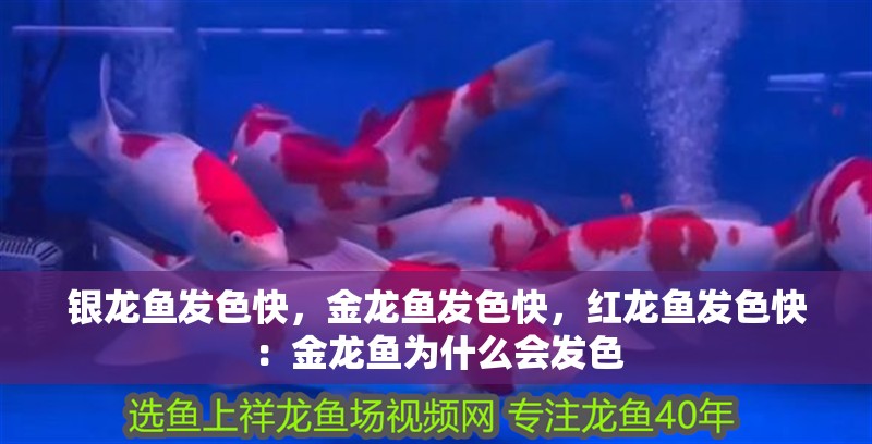 銀龍魚發色快，金龍魚發色快，紅龍魚發色快：金龍魚為什么會發色