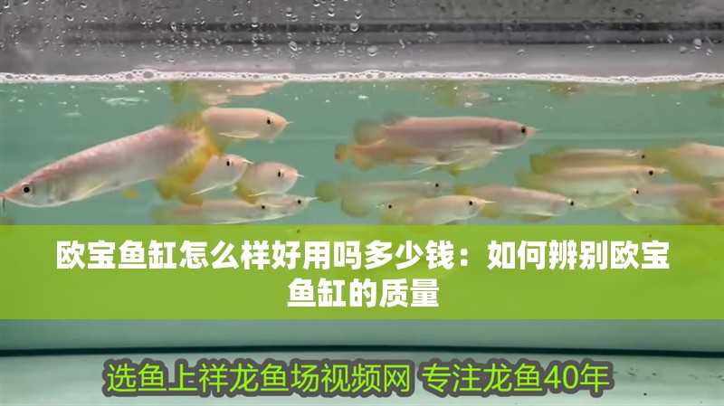 歐寶魚缸怎么樣好用嗎多少錢：如何辨別歐寶魚缸的質量