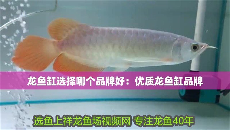 龍魚缸選擇哪個(gè)品牌好：優(yōu)質(zhì)龍魚缸品牌