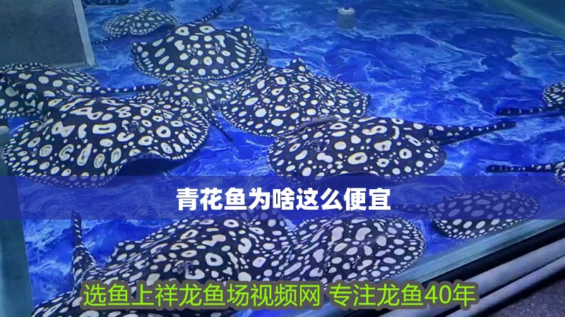 青花魚為啥這么便宜
