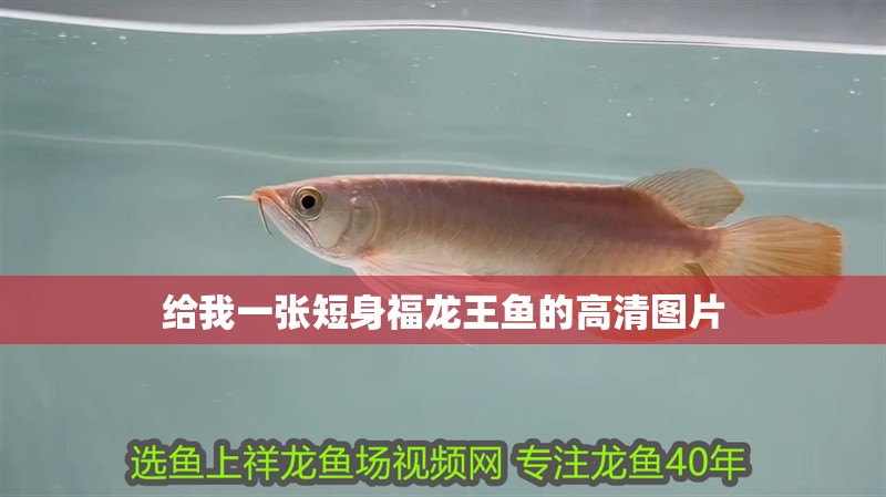 給我一張短身福龍王魚的高清圖片