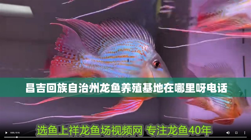 昌吉回族自治州龍魚養(yǎng)殖基地在哪里呀電話