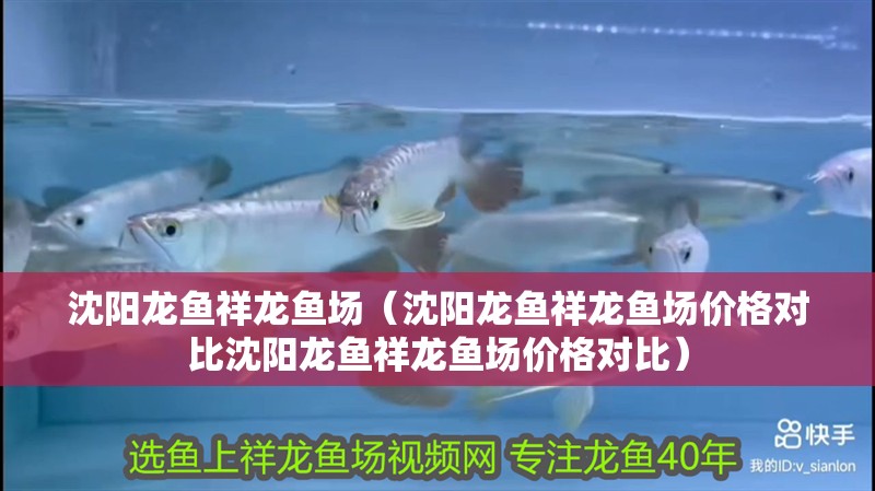 沈陽龍魚祥龍魚場（沈陽龍魚祥龍魚場價格對比沈陽龍魚祥龍魚場價格對比）