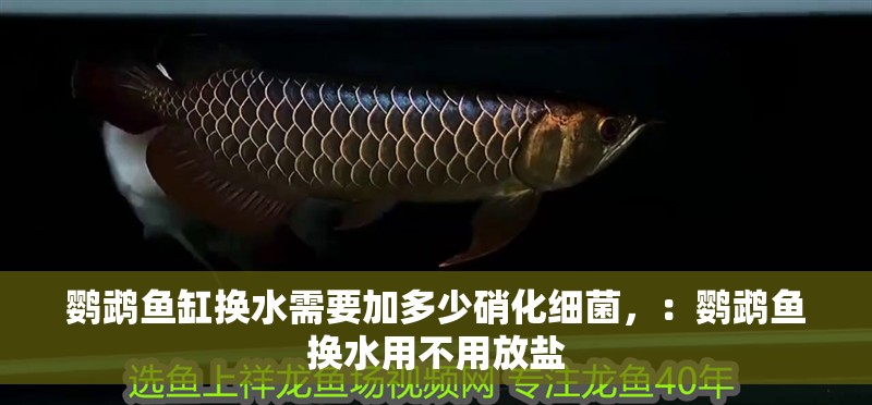鸚鵡魚缸換水需要加多少硝化細菌，：鸚鵡魚換水用不用放鹽