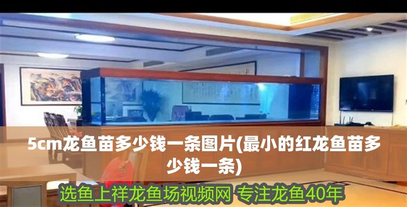 5cm龍魚苗多少錢一條圖片(最小的紅龍魚苗多少錢一條)