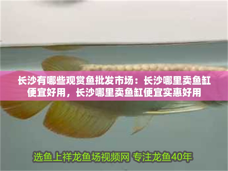 長沙有哪些觀賞魚批發市場：長沙哪里賣魚缸便宜好用，長沙哪里賣魚缸便宜實惠好用