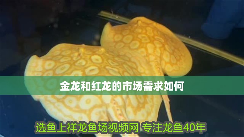 金龍和紅龍的市場需求如何
