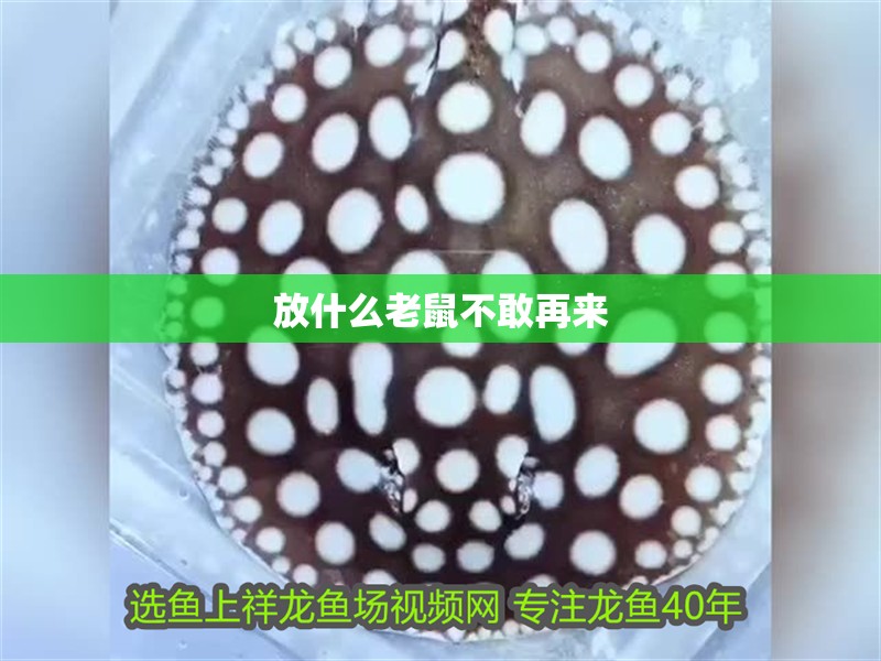 放什么老鼠不敢再來