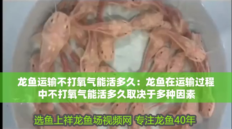 龍魚運輸不打氧氣能活多久：龍魚在運輸過程中不打氧氣能活多久取決于多種因素
