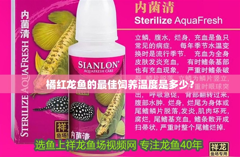 橘紅龍魚的最佳飼養溫度是多少？