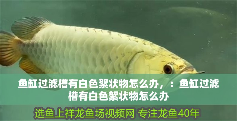 魚缸過濾槽有白色絮狀物怎么辦，：魚缸過濾槽有白色絮狀物怎么辦