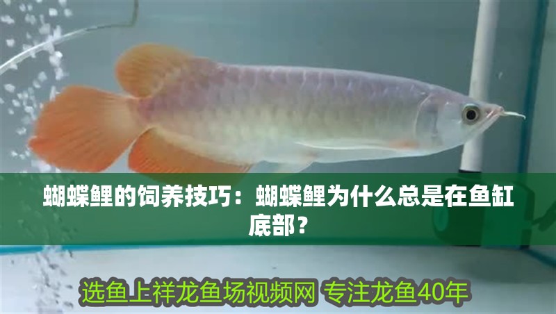 蝴蝶鯉的飼養技巧：蝴蝶鯉為什么總是在魚缸底部？
