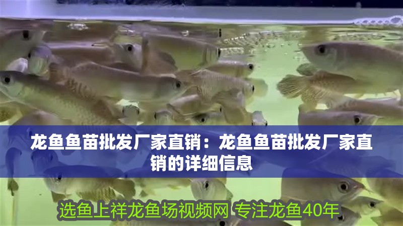 龍魚魚苗批發廠家直銷：龍魚魚苗批發廠家直銷的詳細信息