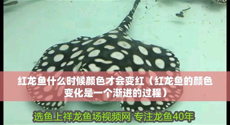 紅龍魚什么時(shí)候顏色才會(huì)變紅（紅龍魚的顏色變化是一個(gè)漸進(jìn)的過程）