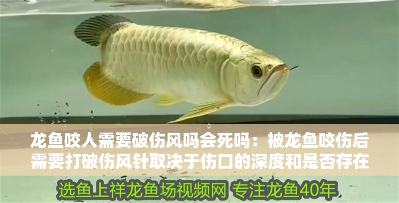龍魚咬人需要破傷風嗎會死嗎：被龍魚咬傷后需要打破傷風針取決于傷口的深度和是否存在