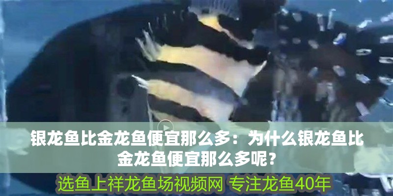 銀龍魚比金龍魚便宜那么多：為什么銀龍魚比金龍魚便宜那么多呢？