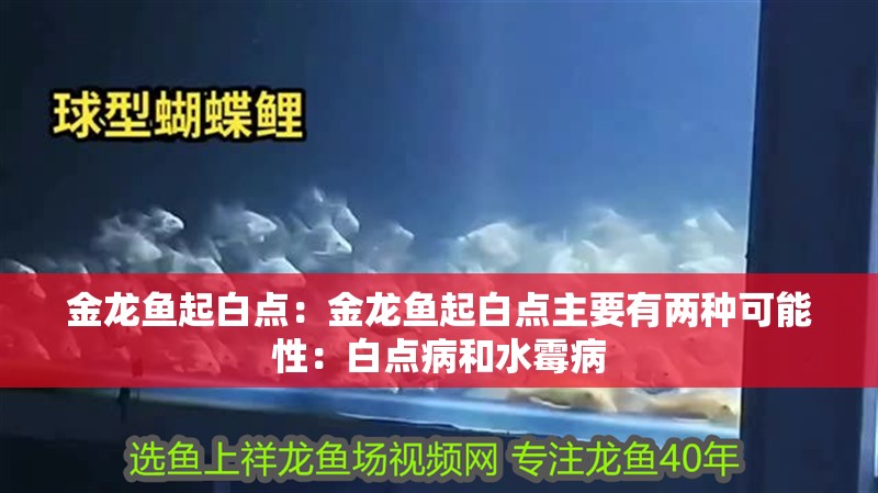 金龍魚起白點(diǎn)：金龍魚起白點(diǎn)主要有兩種可能性：白點(diǎn)病和水霉病