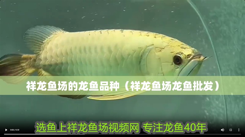 祥龍魚場的龍魚品種（祥龍魚場龍魚批發(fā)）