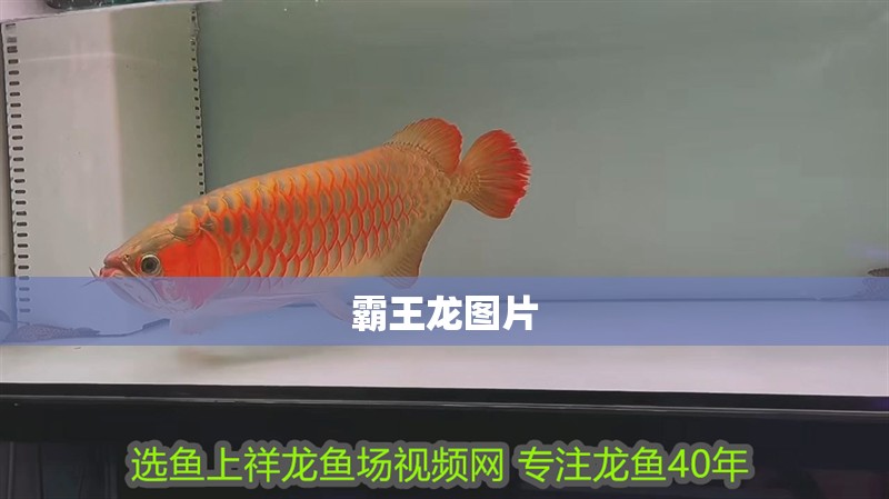 霸王龍圖片 霸王龍圖片 龍魚論壇