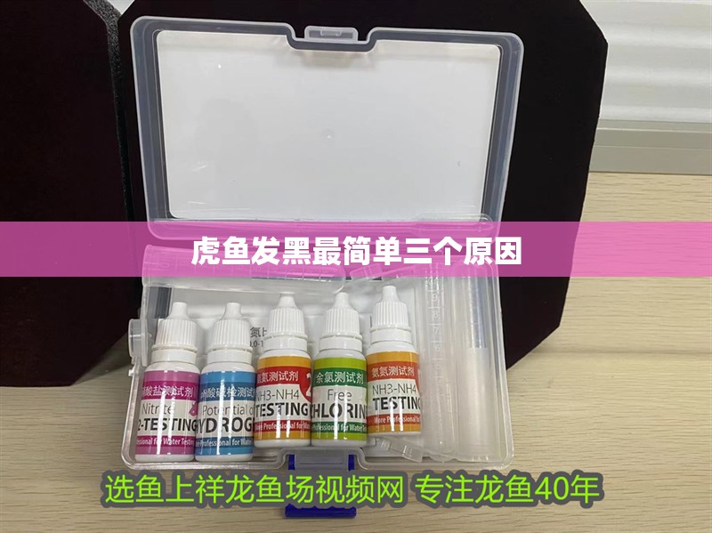 虎魚發黑最簡單三個原因