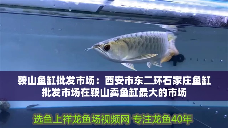 鞍山魚缸批發市場：西安市東二環石家莊魚缸批發市場在鞍山賣魚缸最大的市場