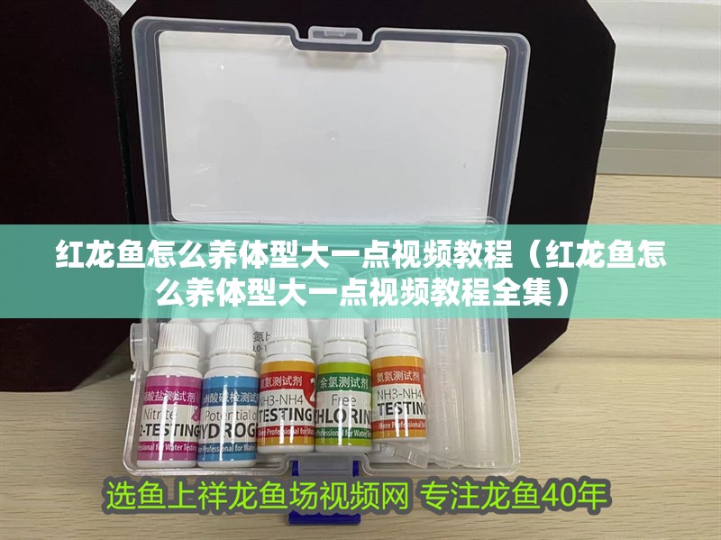 紅龍魚怎么養體型大一點視頻教程（紅龍魚怎么養體型大一點視頻教程全集）